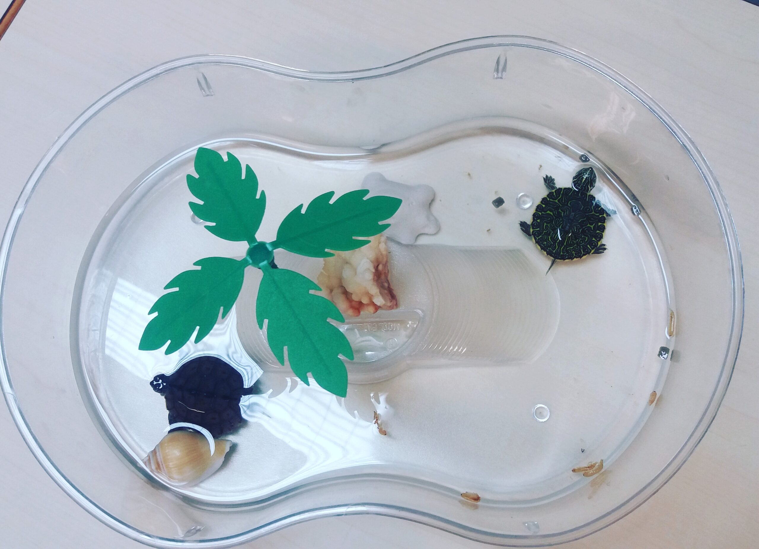 Cuento de la tortuga